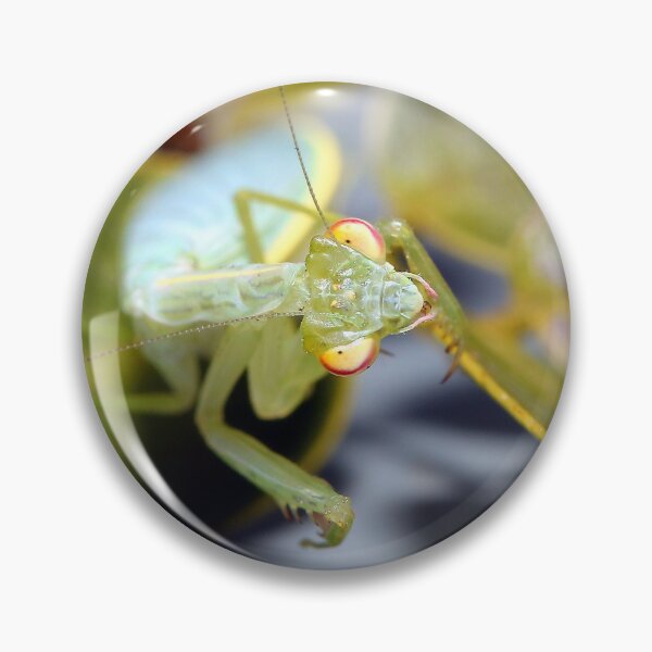 Artikelvorschau, Praymantis 71 entworfen und verkauft von kevin Chippindall.