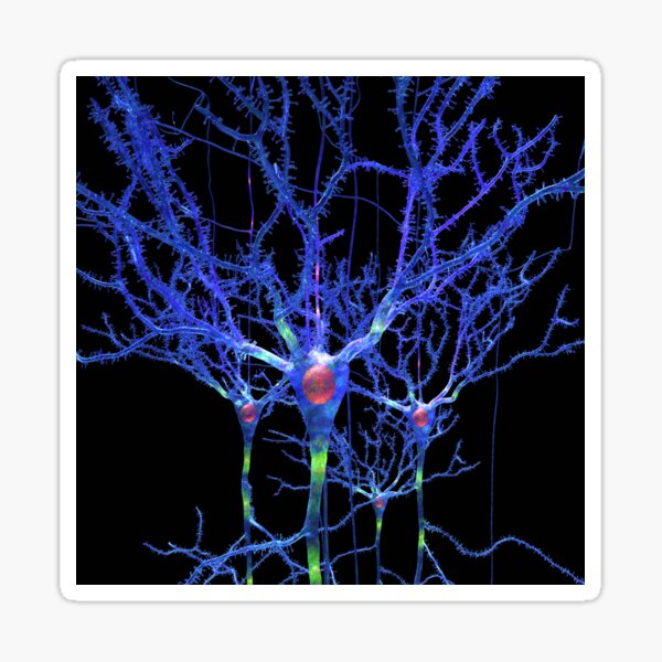 Blue Neurons or Brain Cells Sticker