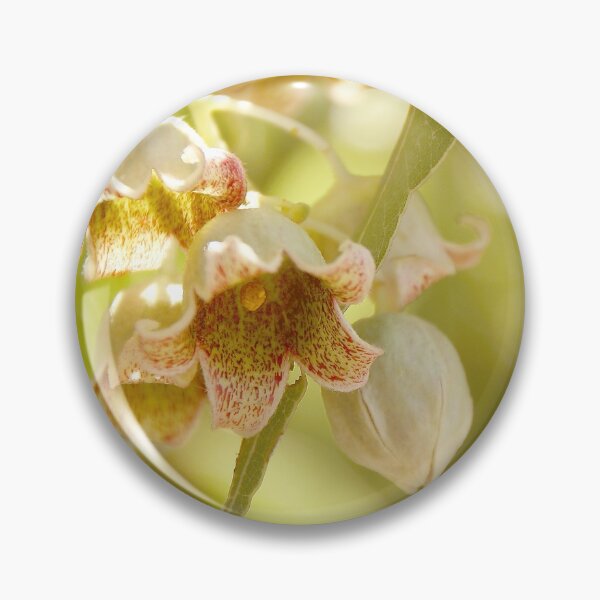 Item preview, Kurrajong in Flower designed and sold by Ohlordi.