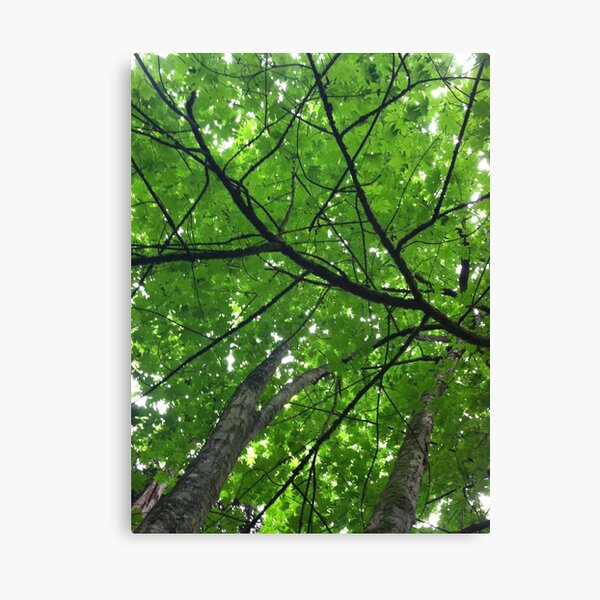Trees Canvas Print