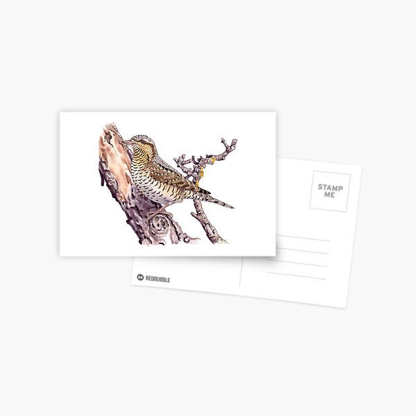 Eurasian wryneck Postcard