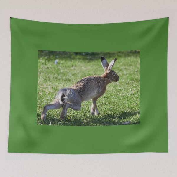 Item preview, Ready steady go. European hare designed and sold by Jouko Lehto Photography.