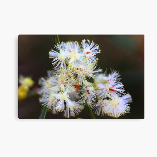 Item preview, Acacia suaveolens  designed and sold by andrachne.