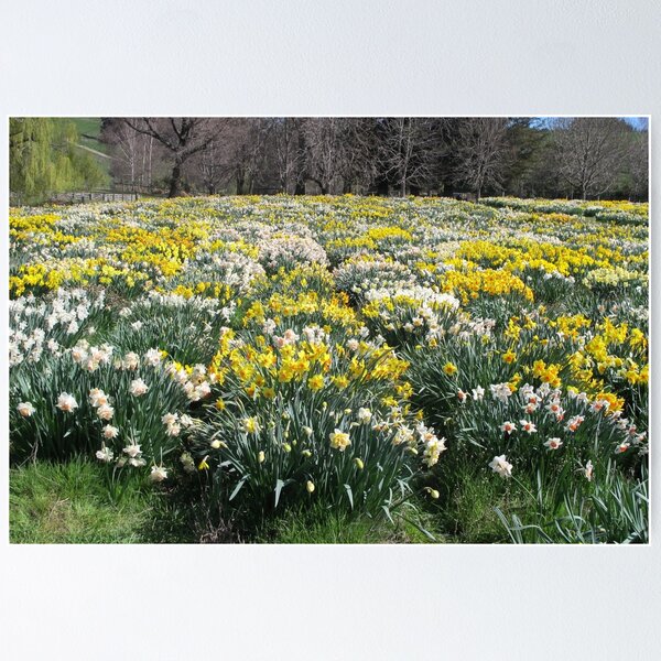 Item preview, More and More Daffodils designed and sold by coffeebean.