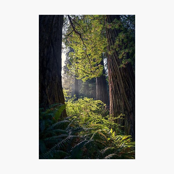Sequoias Photographic Print