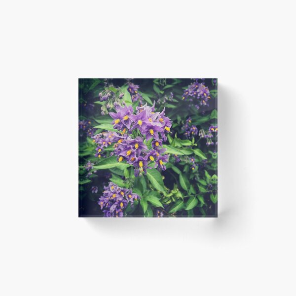 Solarnum - Acrylic Block