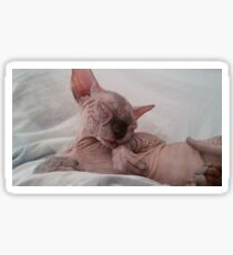 Sphynx cat Amélie Sticker
