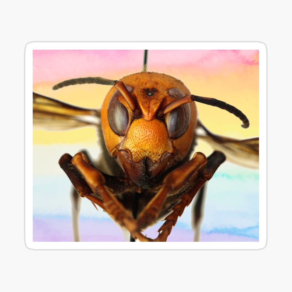 Murder Hornet 2020 Funny Killer Hornet Meme Beekeeper Murder Hornet 2020 Funny Killer Hornet Meme Beekeeper