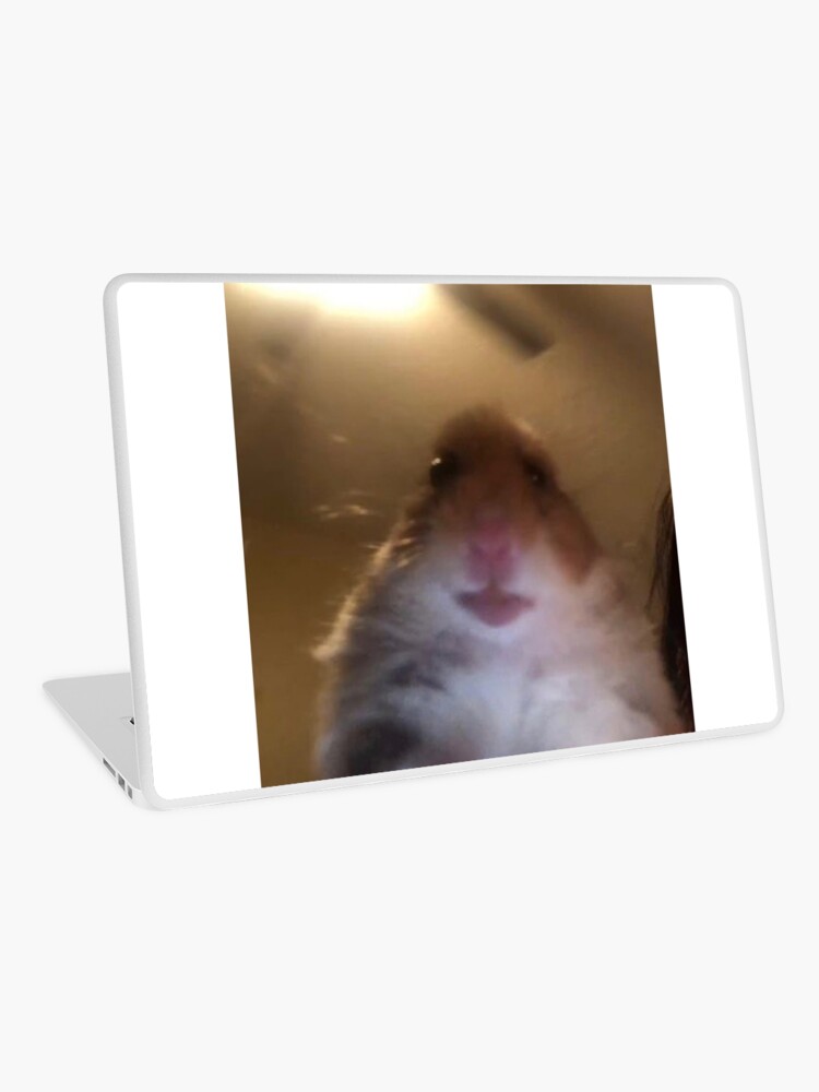 hamster on facetime