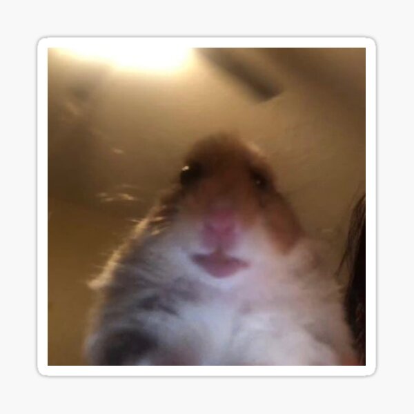 "facetime hamster meme" Sticker by james-heath | Redbubble