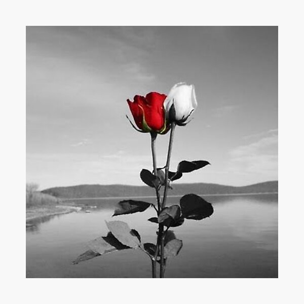 Lámina fotográfica «Rosa roja y blanca» de Ashwin83 | Redbubble
