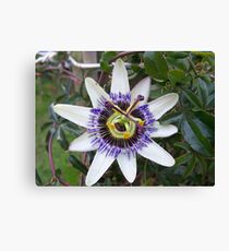 Flower of Passion Canvas Print