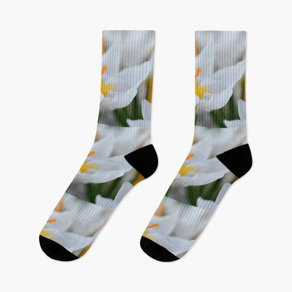 Item preview, Crocus sieberi  'Bowles's White'   designed and sold by Chris Burrows.