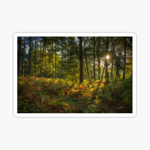 Autumn Colours, Wyre Forest Sticker