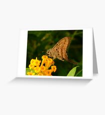 Longtail. Greeting Card