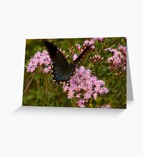 Orchard Swallowtail. Greeting Card