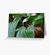 Sapho Longwing #2. Greeting Card