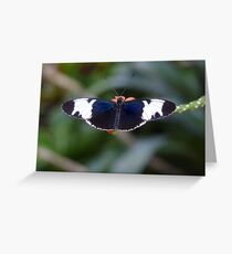 Sapho Longwing #1. Greeting Card