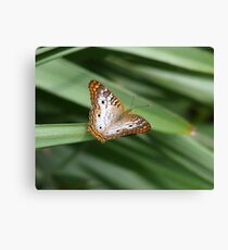 White Peacock. Canvas Print