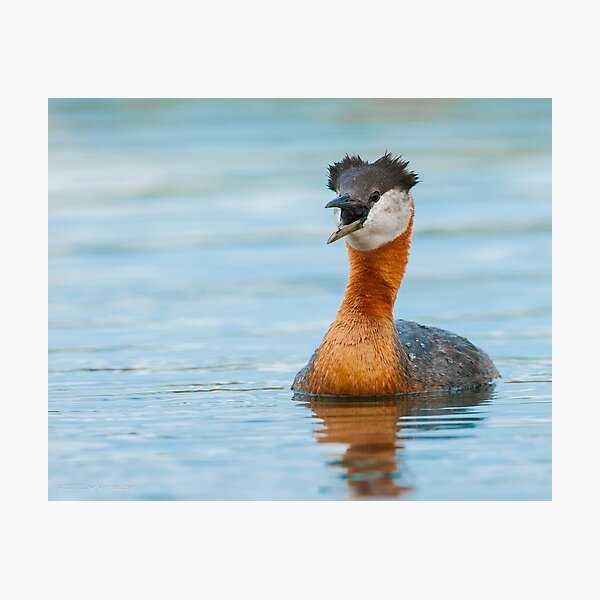 Red-necked Grebe Photographic Print