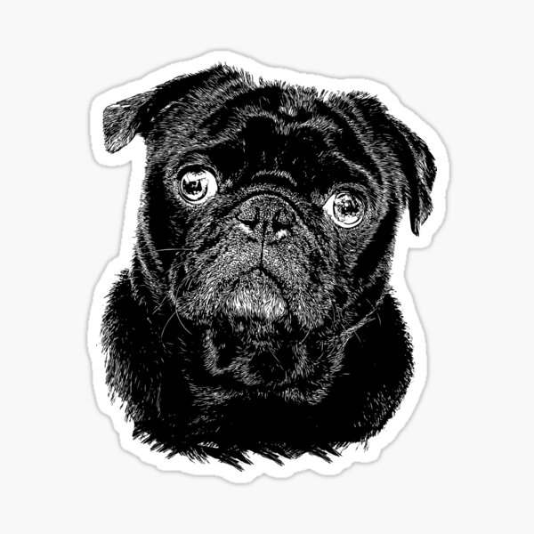 Black Pug Sticker Black Pug Sticker