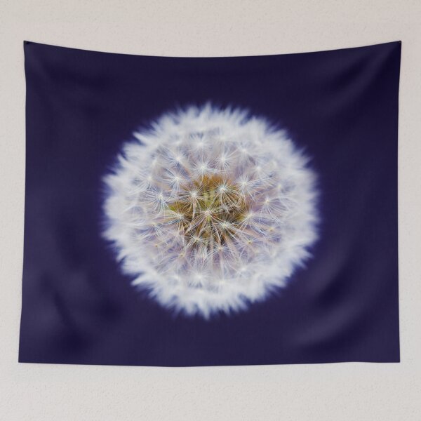 Item preview, Isolated Dandelion seed head on a purple background designed and sold by Phillip Thornton.