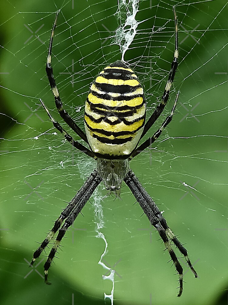 Striped Yellow Black Wasp Spider Cute Spiders Gifts