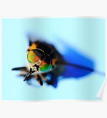 fly Poster