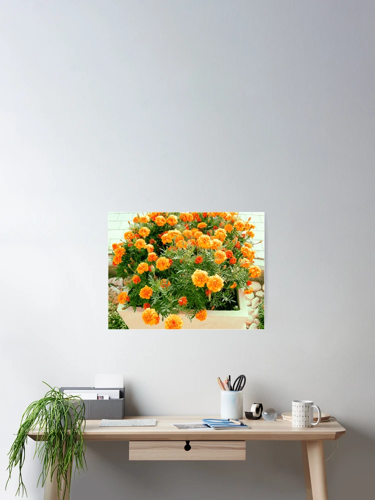 Thumbnail 2 of 3, Poster, Flower box designed and sold by Riko2us.