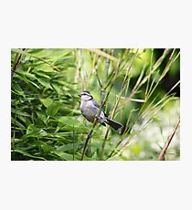 Blue Tit Photographic Print