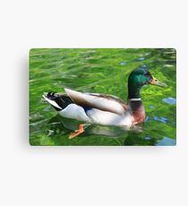 Canary Wharf Duck Canvas Print