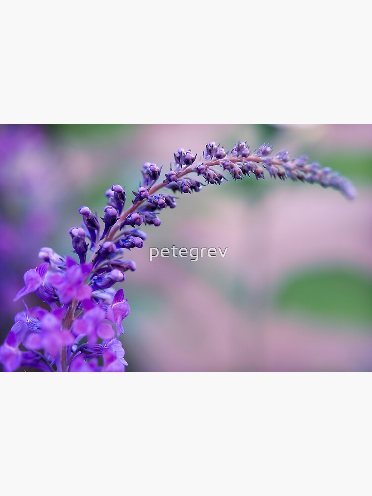 Day 351 - 25th June 2012 by petegrev