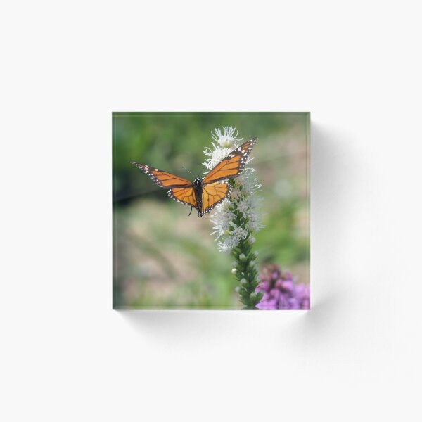 Monarch Landing On A Flower Acrylic Block