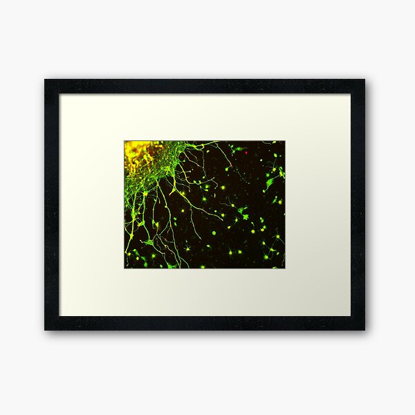Neuron 2 Framed Art Print