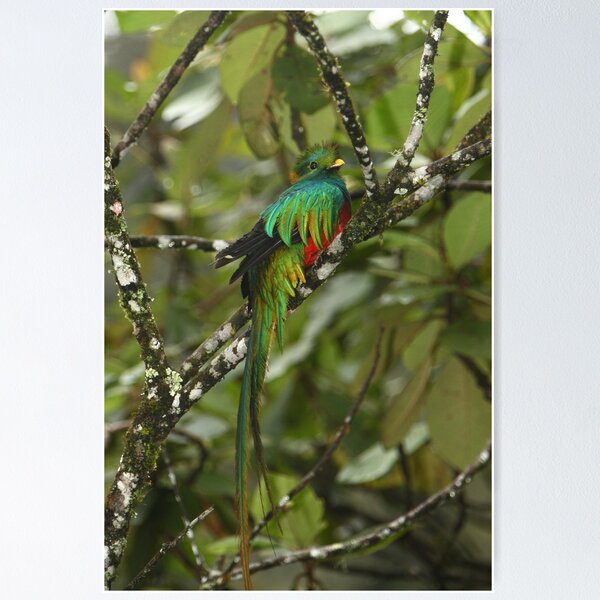 Item preview, Resplendent Quetzal II designed and sold by naturalnomad.