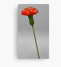 Florida Tassleflower Canvas Print