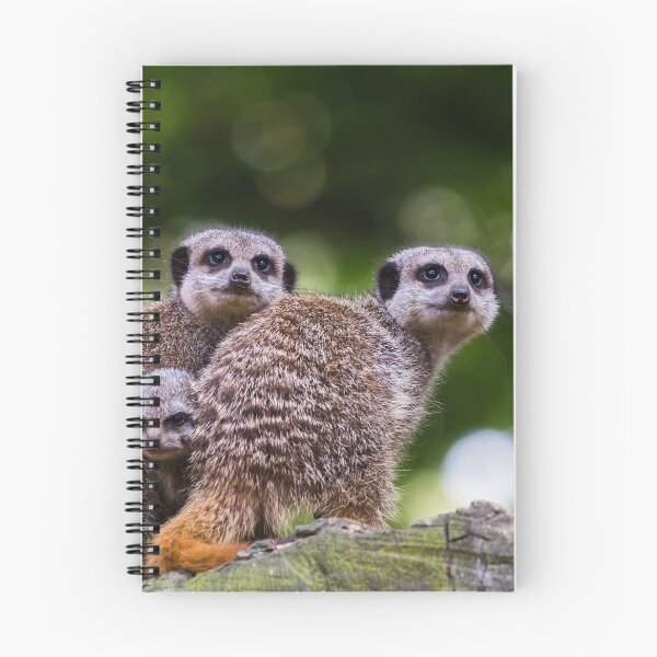 Item preview, Baby meerkat between its parents designed and sold by wellsie82.