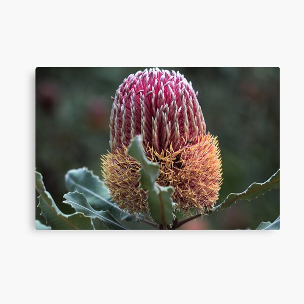 Item preview, Banksia menziesii  designed and sold by andrachne.