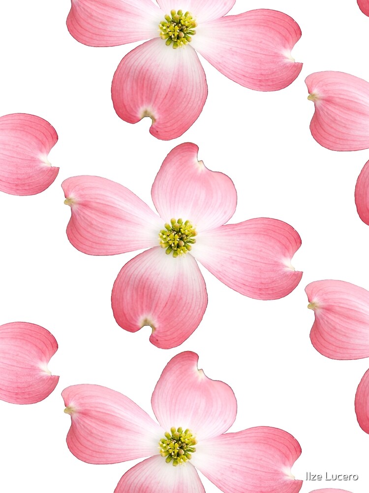Pink Dogwood by ilzesgimene