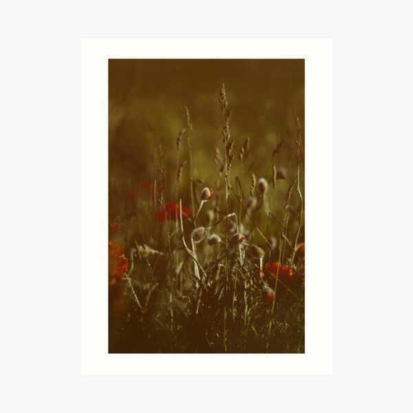 warm meadow Art Print