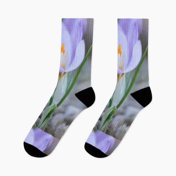 Item preview, Crocus laevigatus  'Fontenayi'  designed and sold by Chris Burrows.