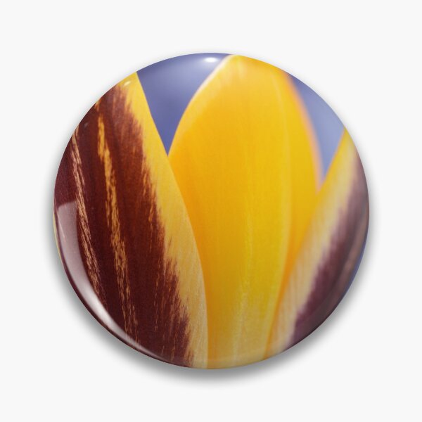 Item preview, Crocus angustifolius  AGM  Cloth-of-gold crocus  designed and sold by Chris Burrows.