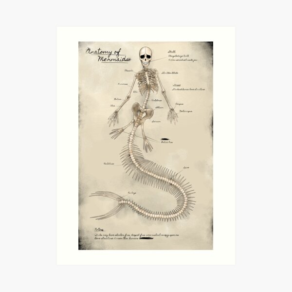 Mermaid Skeleton Poster Art Print
