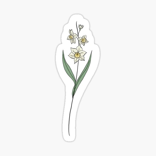 Entertainment Mesh on X 20 Amazing December Birth Flower Tattoo Ideas  httpstco4LZZBeFNqm December birth birthday HappyBirthday zodiac  Sagittarius birthflower decemberbirthflower flower Flowers  flowertattoo narcissus narcissusflower 