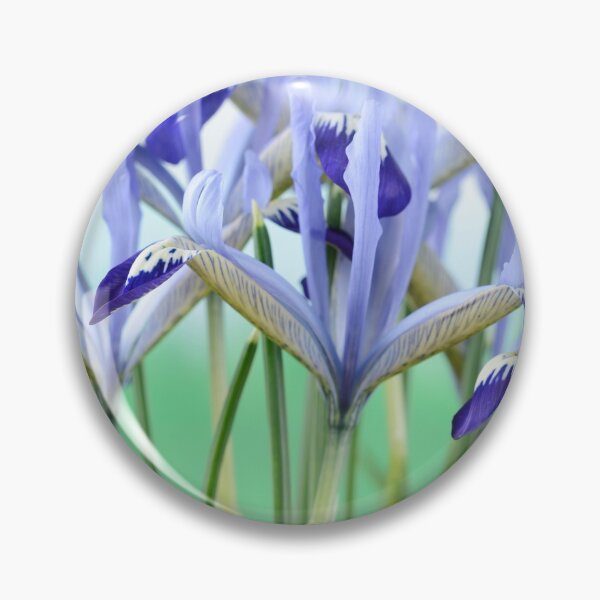 Item preview, Iris  'Clairette'  Reticulata  designed and sold by Chris Burrows.
