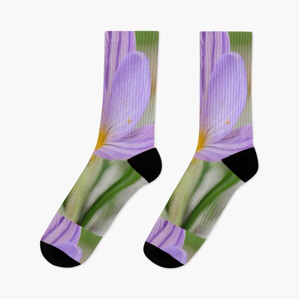 Item preview, Crocus imperati subsp. suaveolens   designed and sold by Chris Burrows.