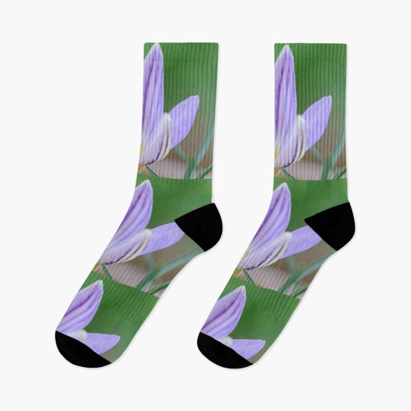 Item preview, Crocus imperati subsp. suaveolens   designed and sold by Chris Burrows.