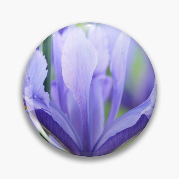 Item preview, Iris  'Harmony'  Reticulata	 designed and sold by Chris Burrows.