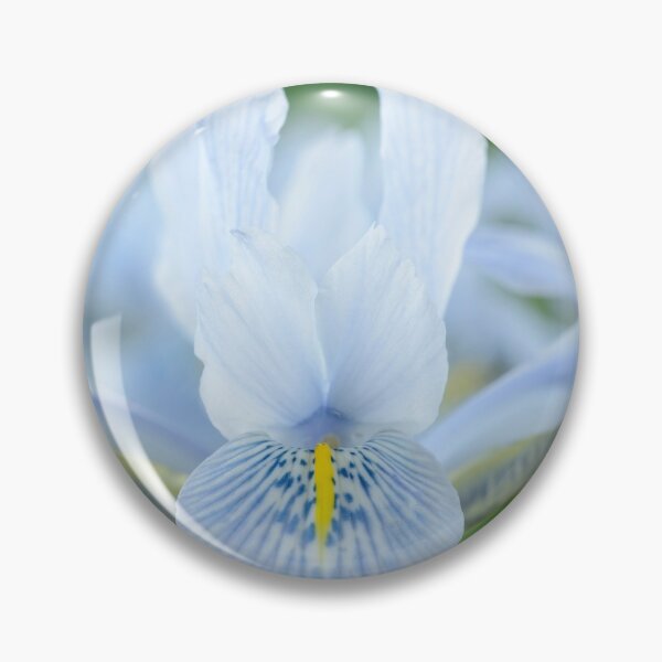 Item preview, Iris  'Sheila Ann Germaney'  Reticulata   designed and sold by Chris Burrows.