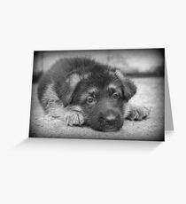 German Shepherd Puppy Greeting Card